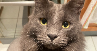 emma pet sitter à PARIS 09 75009_3