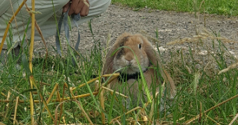 ismael pet sitter à NANTES 44200_3