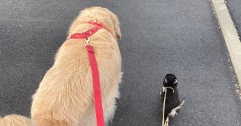 ines dog sitter à ORVAULT 44700_1