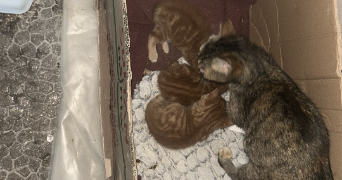 sanaë pet sitter à ROSOY 89100_1