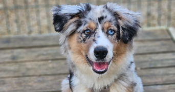 marlene pet sitter à AUNEAU BLEURY ST SYMPHORIEN 28700_12