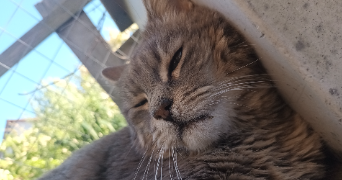 mathilde pet sitter à CLERMONT FERRAND 63000_1
