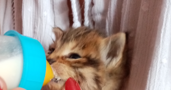 elia pet sitter à DIJON 21000_2