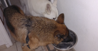 alain pet sitter à PIETROSELLA 20166_1