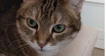 maud pet sitter à VILLENAVE D ORNON 33140_7