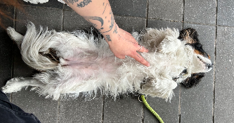 louise pet sitter à ROISSY EN BRIE 77680_3