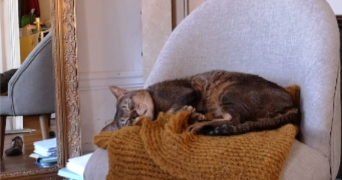 aline cat sitter à bois colombes 92270_6