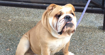 emeline pet sitter à ASNIERES SUR SEINE 92600_9