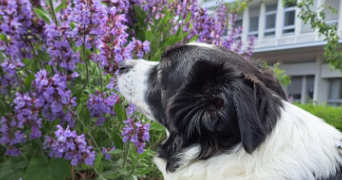 heidi pet sitter à CHEVILLY LARUE 94550_4