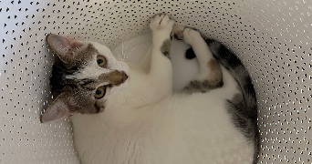 amélie  pet sitter à La ferté-milon 02460_4