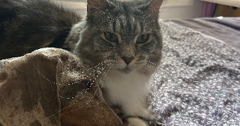 charlotte pet sitter à BORDEAUX 33000_2