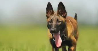aldini pet sitter à VILLIERS SUR MARNE 94350