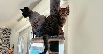 camille pet sitter à DECINES CHARPIEU 69150_1