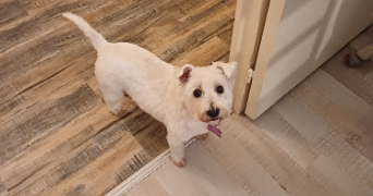 alyson pet sitter à FONTAINE LES DIJON 21121_1