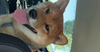 lucie pet sitter à NANTES 44100_1