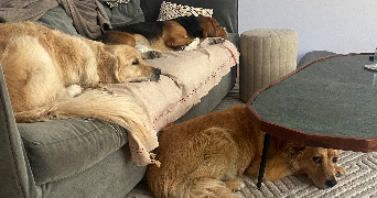 lucile pet sitter à ST REMY L HONORE 78690_7