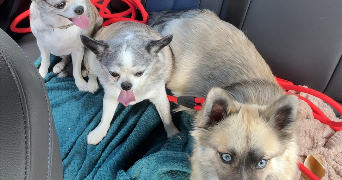 adeline pet sitter à TINQUEUX 51430_3