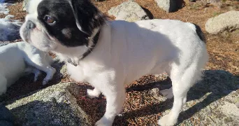 audrey pet sitter à ST JEAN PLA DE CORTS 66490