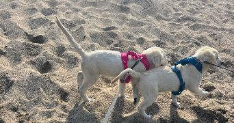 maeva pet sitter à PERPIGNAN 66000_0