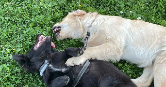 marina pet sitter à ST JULIEN EN GENEVOIS 74160_1