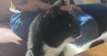 solenn pet sitter à BORDEAUX 33000_1