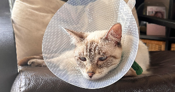 noé cat sitter à BOUGUENAIS 44000_1