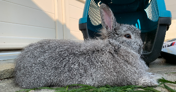 ornella pet sitter à BAIS 35680_2