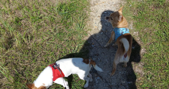 izza pet sitter à LEUVILLE SUR ORGE 91310_1