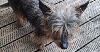 coralie pet sitter à TOURCOING 59200_6