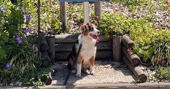 elodie pet sitter à LIMEIL BREVANNES 94450_2