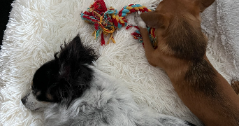 oceane pet sitter à SEVRIER 74320_25