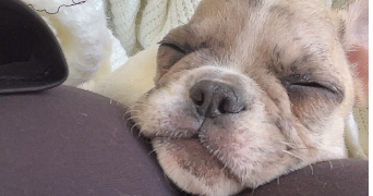 alice pet sitter à ST EGREVE 38120_3