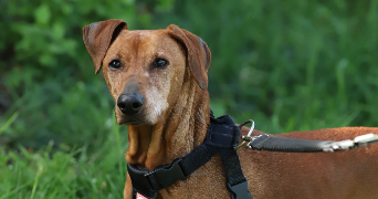 fanny pet sitter à CERNAY 68700_2