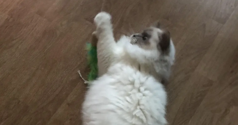 kelly cat sitter à BOULOGNE BILLANCOURT 92100_1