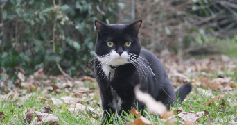 solene pet sitter à SEYSSINET PARISET 38170_3