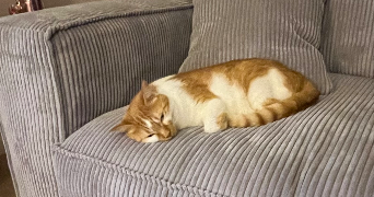 manon pet sitter à Saint-Martin-d'Hères 38400_1