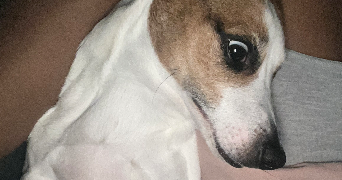 marie-gabrielle pet sitter à PARIS 19 75019_1