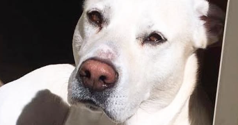 maelice pet sitter à LA PENNE SUR HUVEAUNE 13821_3