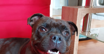 mélanie pet sitter à LOUVIERS 27400_9