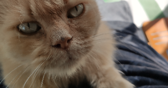 thomas pet sitter à ST DENIS 93200_2