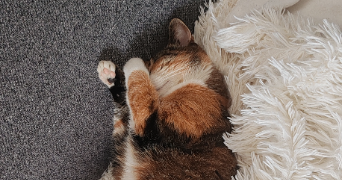 marie pet sitter à DOUVRIN 62138_1