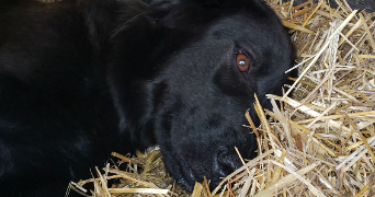 lou-anne pet sitter à TALLARD 05130_3