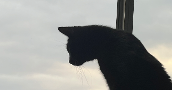 maël pet sitter à HEROUVILLE ST CLAIR 14200_0