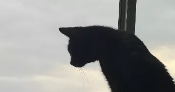 maël pet sitter à HEROUVILLE ST CLAIR 14200