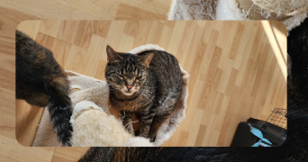carole pet sitter à SELTZ 67470_5