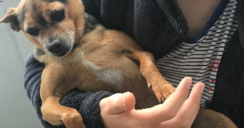 cecilie pet sitter à MONTIGNY LE BRETONNEUX 78180_4