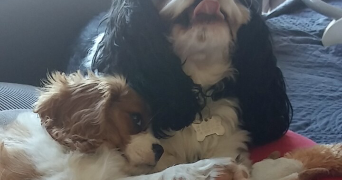 melanie pet sitter à NOVY CHEVRIERES 08300_0