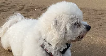 murielle manoline pet sitter à BOURGES 18000