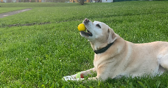 elsa pet sitter à VALDOIE 90300_1