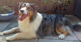 laure pet sitter à FRANCHEVILLE 69340_1